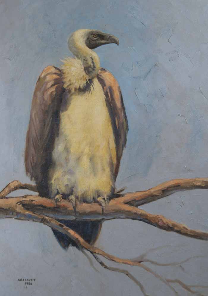 Cape vulture Cape vulture