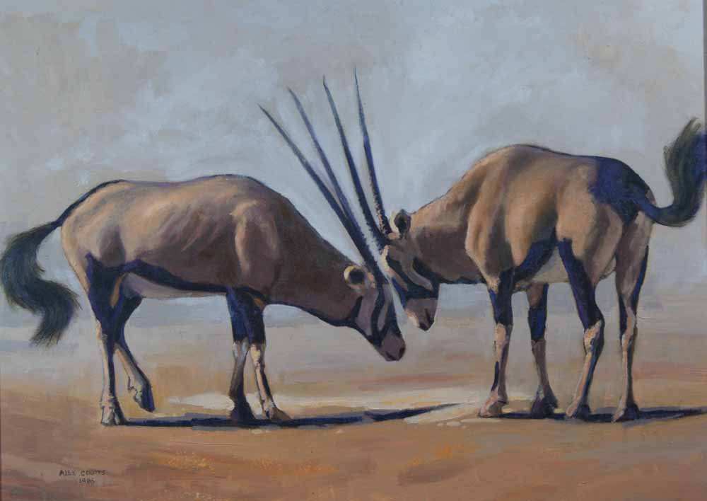 Gemsbok pair Gemsbok pair