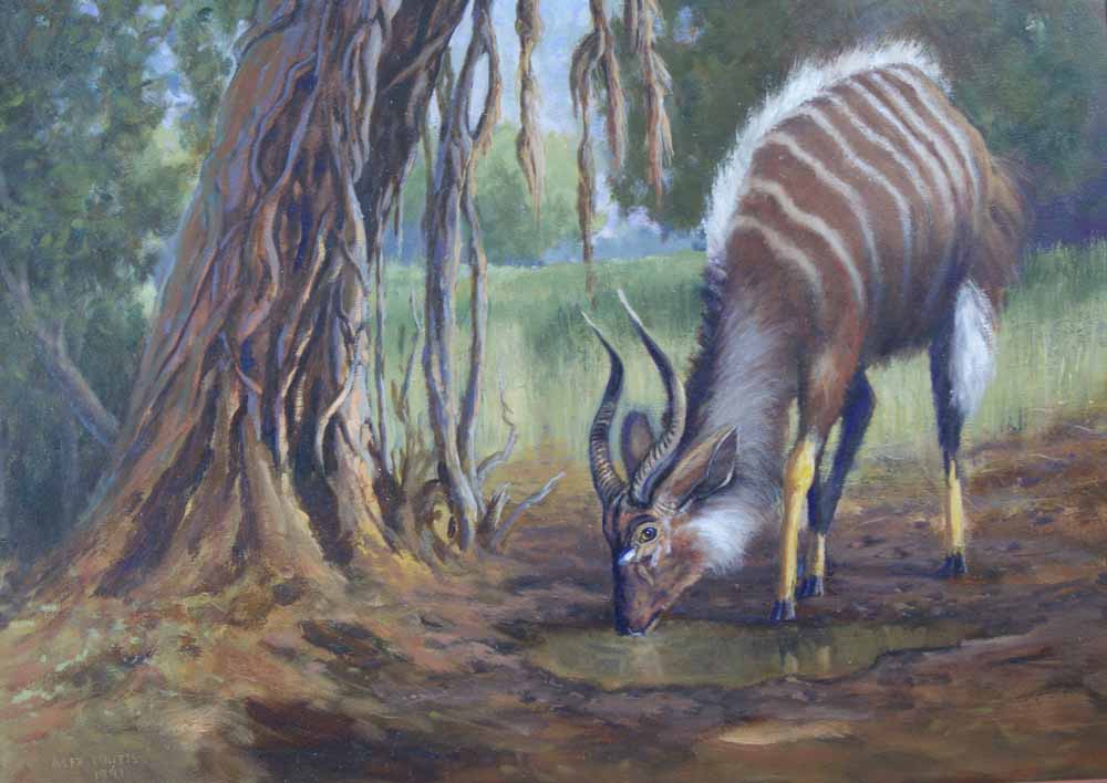 Nyala bull, Maputaland Nyala bull, Maputaland