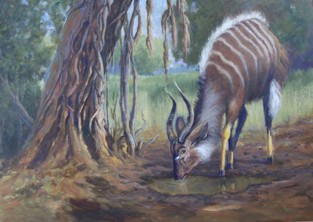 Nyala bull, Maputaland