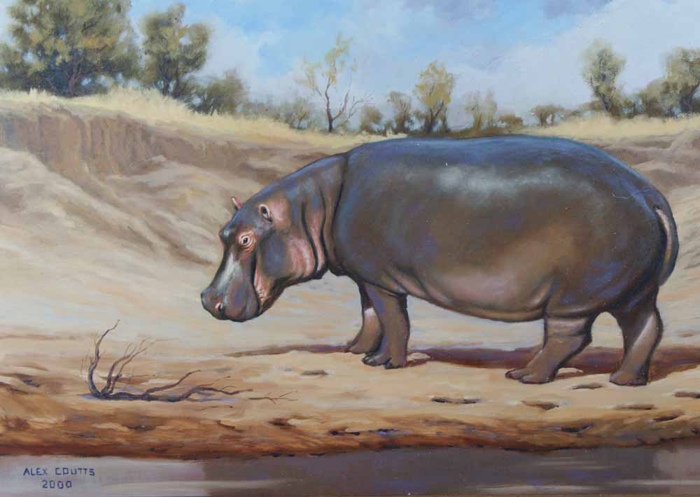 Old hippo bull at St Lucia Lake
