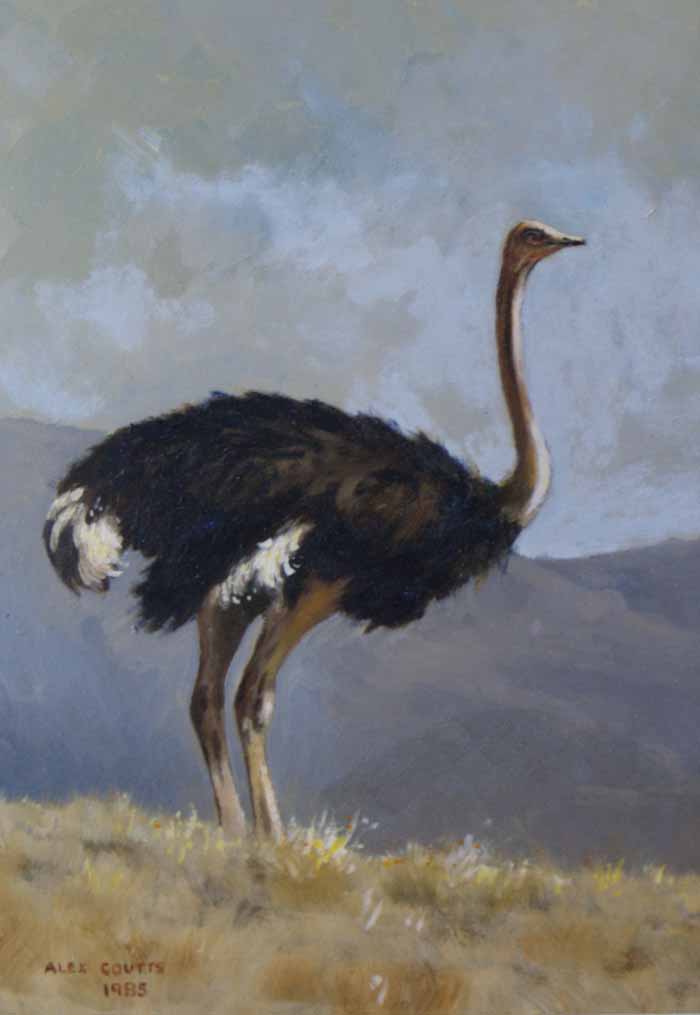 Ostrich Ostrich